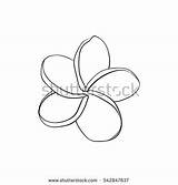 Plumeria Coloring Flower Frangipani Single Sketch Tropical Designlooter Drawings 470px 59kb sketch template