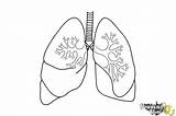 Lungs Draw Drawing Lung Sketch Human Outline Drawingnow Coloring Kids Ld01 Step Line Drawings Sketches Cliparts Realistic Print Anatomy Clipart sketch template