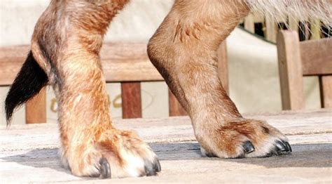 hind legs ed seymour flickr