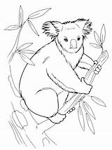 Colorare Koala Disegni Disegnidacolorare Popolare Altri Seguito sketch template