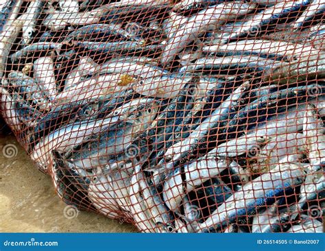 net  full  fish nice catch royalty  stock photo image