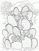 Cactus Coloring Pages Printable Kids Adults Gif sketch template