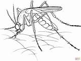 Mosquito Zanzara Realista Zancudo Stampare Skip sketch template