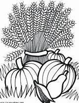 Coloring Wheat Getdrawings Thanksgiving sketch template