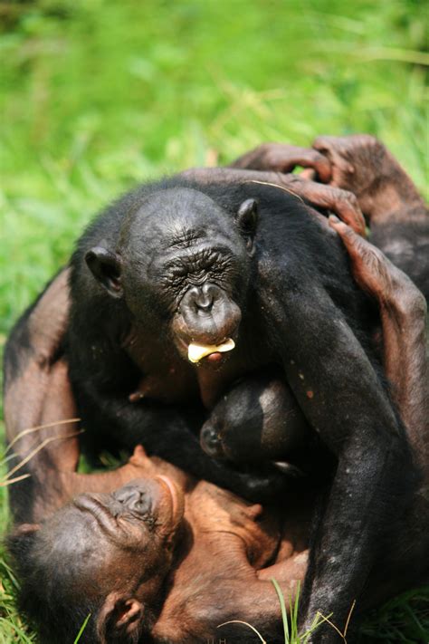 bonobos help strangers without being asked eurekalert science news