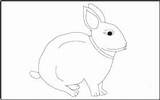 Coloring Rabbit Animals Tracing Pages Animal Mathworksheets4kids sketch template