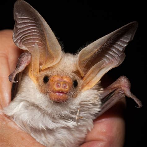 breeds  bats   change  physical structure   ears   hear
