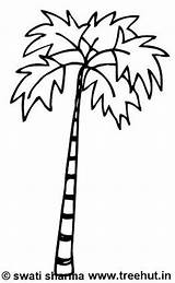 Palm Tree Coloring Pages Trees Sabal Kids Template Swati Sharma sketch template