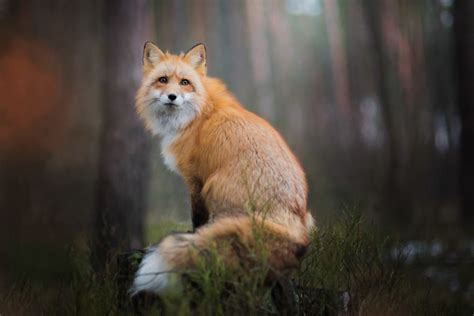 trending meet freya  beautiful fox  photographed  polish woods inspiration