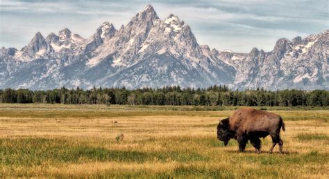man reported missing  grand teton national park unofficial networks