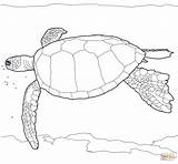 Turtle Coloring Sea Green Hawaiian Drawing Pages Turtles Realistic Animal Colouring Printable Reptiles Animals Print Drawings sketch template