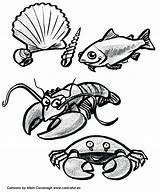 Fish Colouring Printable Lobster Caricatures Ireland Scallop Crab sketch template