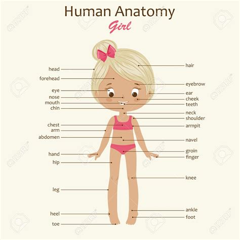 The Parts Of A Woman Infographic The Most Attractive Female Body