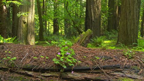 fallen redwood tree  forest stock footage video  shutterstock