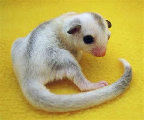 mosaic sugar gliders  complete overview  pictures thepetfaq