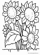 Coloring Pages Color Printable Flowers Nature Food Sunflowers Flower Sheets Found sketch template
