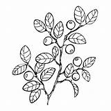 Berries Bilberry Blueberry Forest Sketch Branch Illustration Coloring Book Monochrome Leaves Berry Leaf Vector sketch template