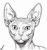 Sphynx Cat Drawing Getdrawings sketch template