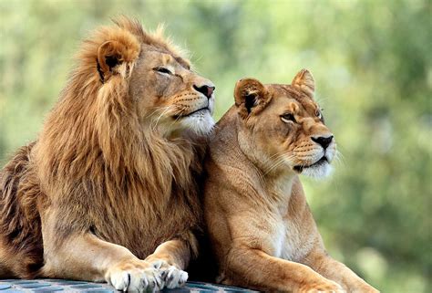 male lions  manes worldatlas