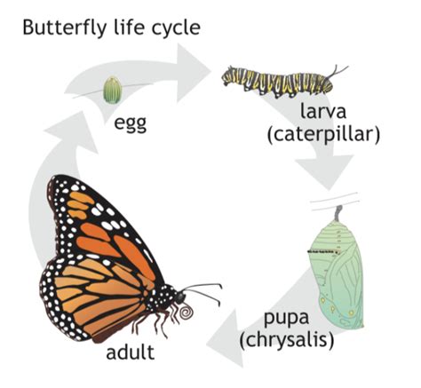 butterfly life cycle caterpillar