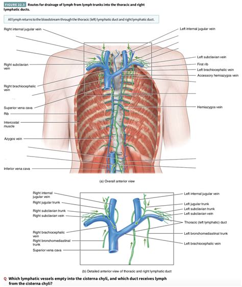 Where Do The Thoracic Duct And Right Lymphatic Drain Into Quizlet