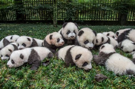 scenes   photographing pandas