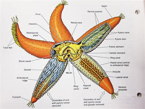 basic concept  invertebrate zoology knowledge water vascular system  starfish