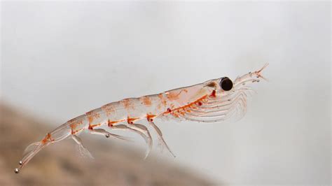 krill fishing banned     antarctic   deal