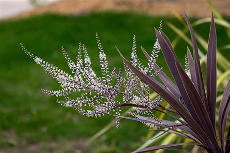 cordyline plant care growing tips horticulturecouk