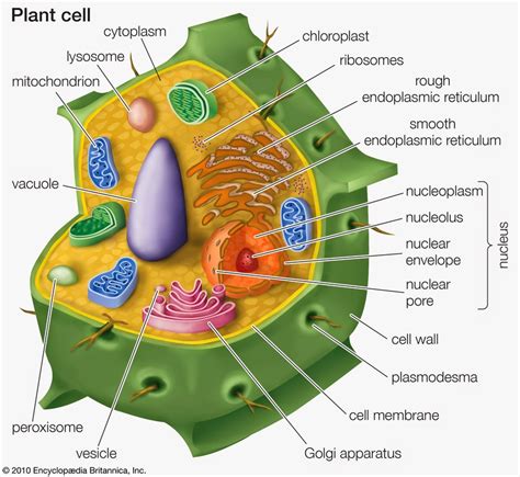 cell wall organelles incorporated