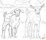 Coloring Goats Baby Goat Pages Boer Nubian Drawing Printable Pygmy Mountain Supercoloring Ausmalbild Ausmalbilder Colouring Zum Drawings Adults Getdrawings Ausdrucken sketch template