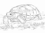 Tortoise Coloring Pages Gopher Realistic Animals Turtle Clipart Zoo Sulcata Printable Tortise Drawing Kids Reptiles Clipground Worksheets Giant sketch template
