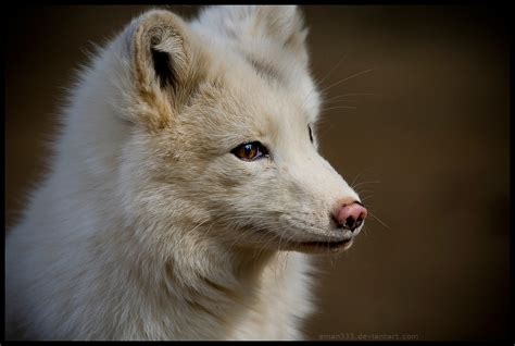 white fox  submit  eman  deviantart