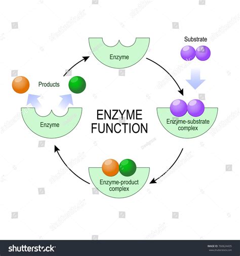 enzyme function substrate product enzyme product complex  enzyme