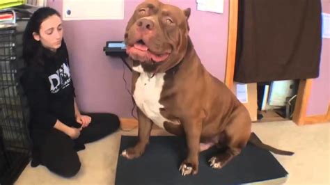 Meet The Hulk The World S Biggest Pitbull Weighing In At 78 Kilograms