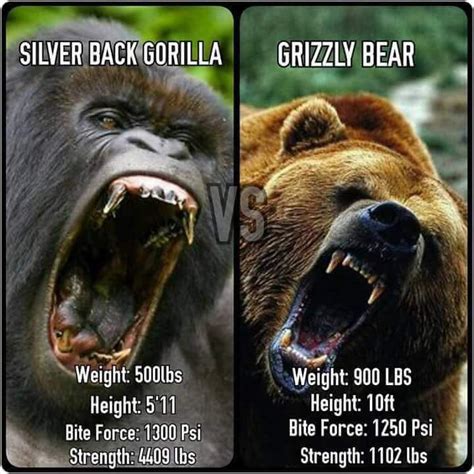 Poll Grizzly Bear Vs Silverback Gorrilla Education