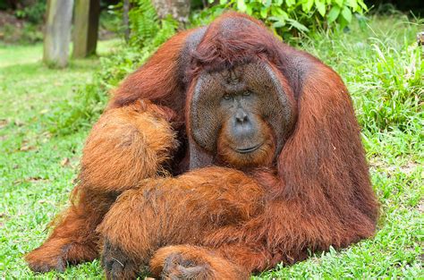 Could You Beat An Orangutan In A 1v1 Fight Forums