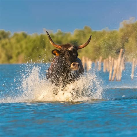 buffalo charging stock  pictures royalty  images istock