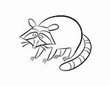 Raccoon Coloring Pages Kids Baby Line Drawing Library Clipart Popular Coloringhome sketch template