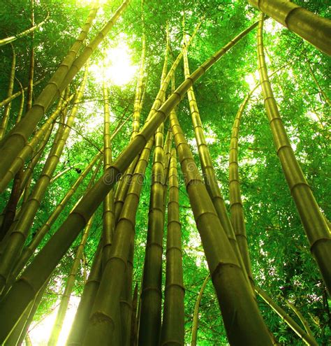 bamboo tree  stock photo image  kyoto shadow nature