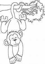 Singe Monyet Affe Mewarnai Ausmalbilder Coloriage Ausmalen Guenon Noix Ausdrucken Affen Zeichnen Tulamama Rainforest Dessiner Colorier Schablonen Von Malvorlagentv Malvorlagen sketch template