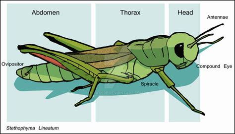 grasshopper diagram  acejp  deviantart