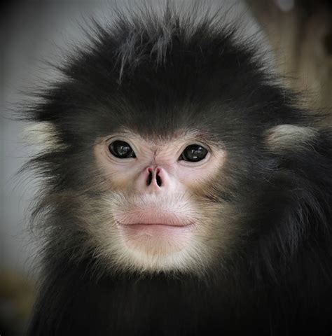 national park   myanmar snub nosed monkey rainforest trust
