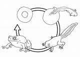 Ciclo Rana Kleurplaat Kikker Cyclus Malvorlage Grenouille Ciclos Menta Recursos Grandes Educima Frogs Edupics sketch template