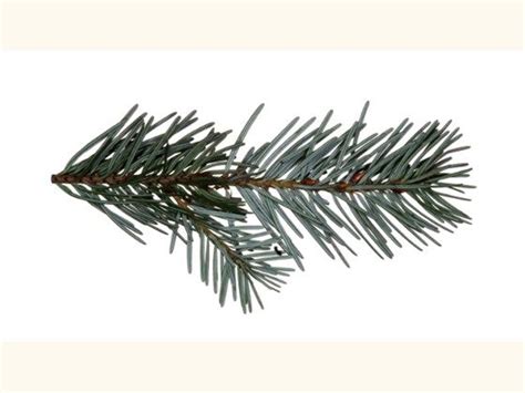 douglas fir needles google search plant leaves fir needle douglas fir