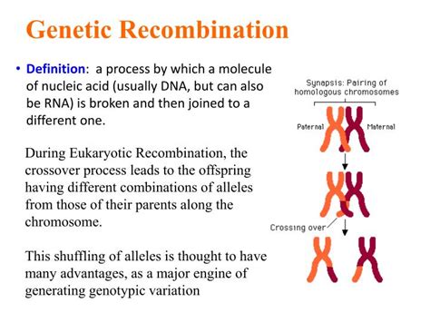 ppt genetic variation the genetic substrate for natural selection sex sources of genotypic