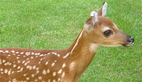 leave abandoned fawns   find  focusing  wildlife