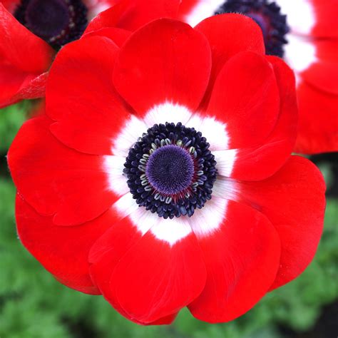 striking red anemone bulbs  sale   excellency easy