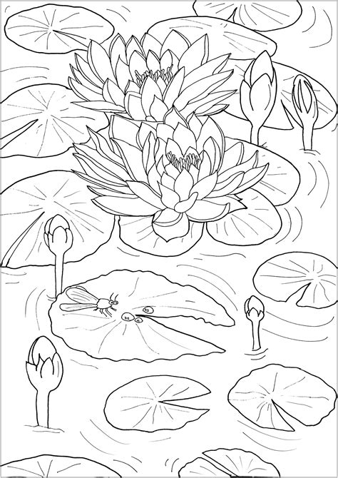 water lilies   dragonfly flowers adult coloring pages
