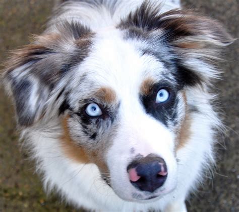 louie photography blue merle australian shepherd